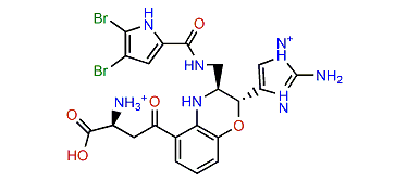 Agelamadin D